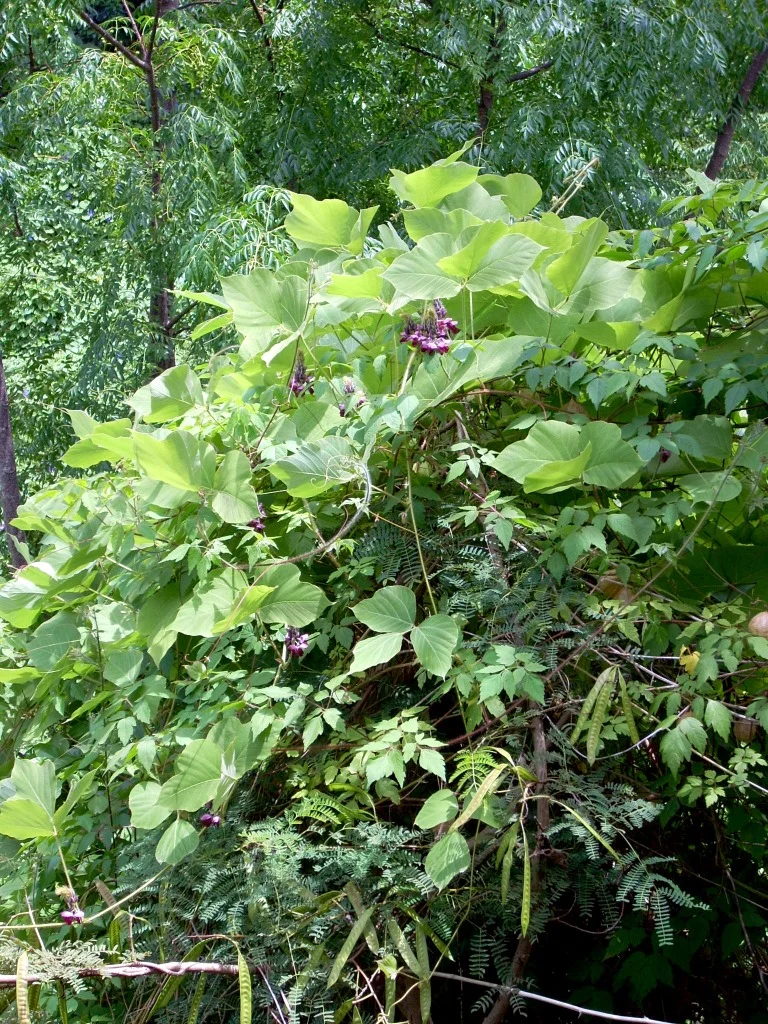 Mapa Da Planta Kudzu Foraging Texas: Kudzu