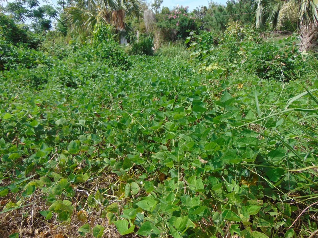Lablab in Gladys Morell Nature Reserve
