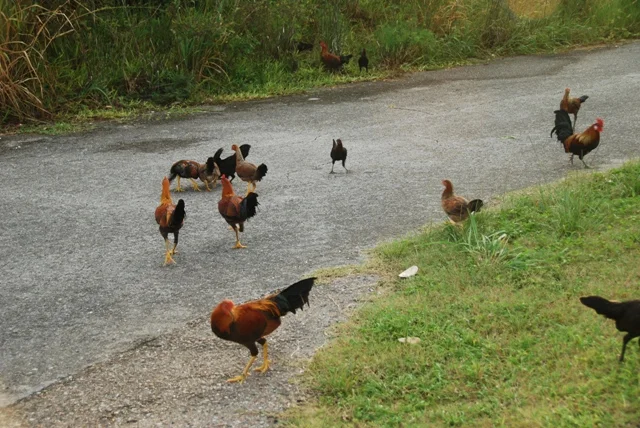 chickens_pettit.JPG