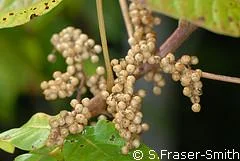 ivy berries poisonous dogs