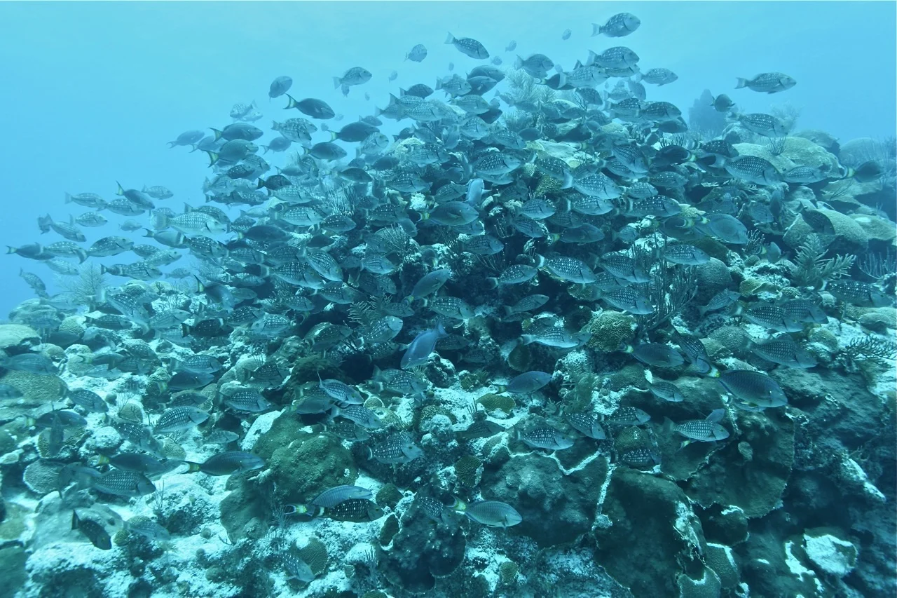 Dr Brian Luckhurst to present at the Gulf and Caribbean Fisheries Institute conference