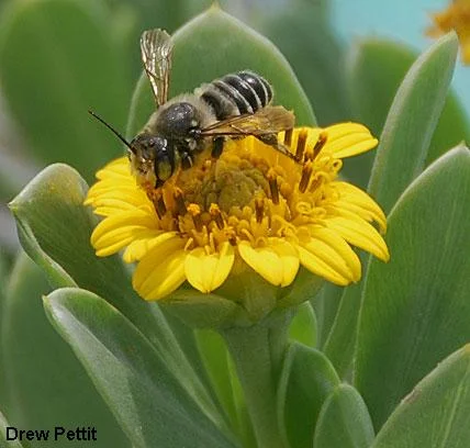 Recovery Plan for the Leafcutter Bee