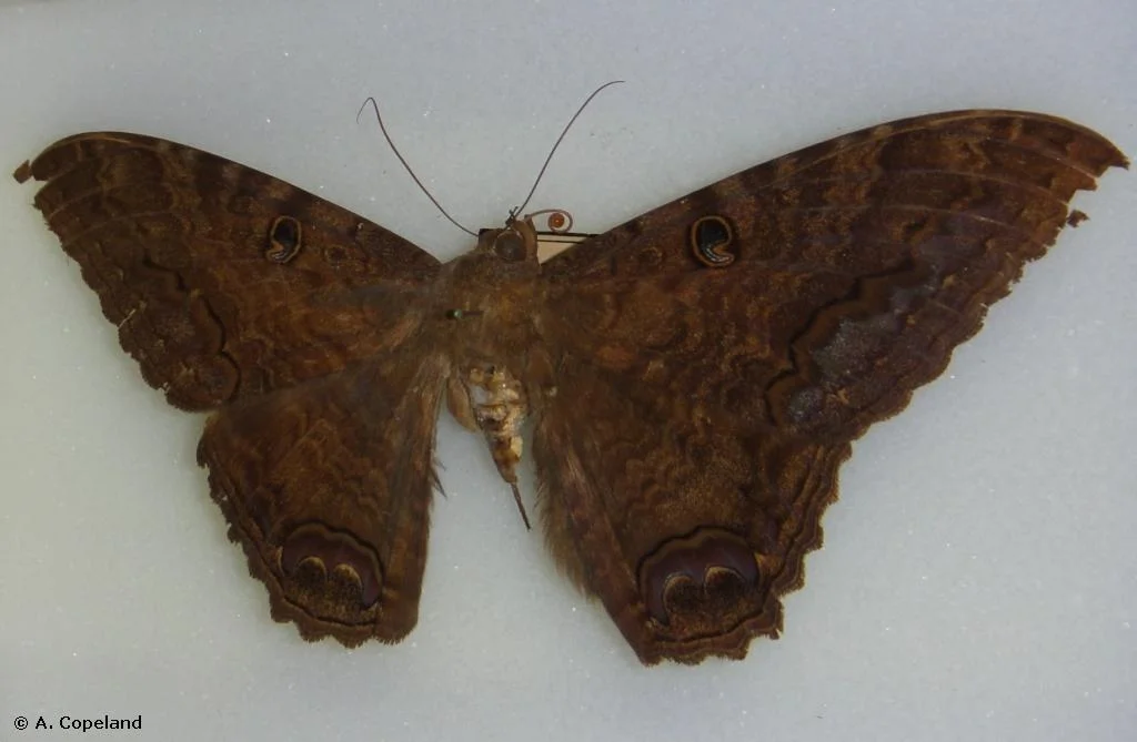 Pictures Of Black Witch Moth