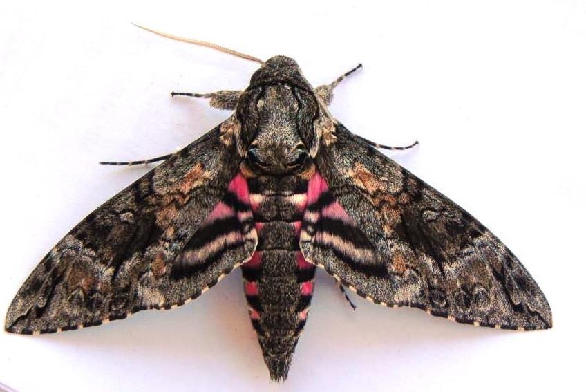 Pink Spotted Hawkmoth — The Department of Environment and Natural Resources