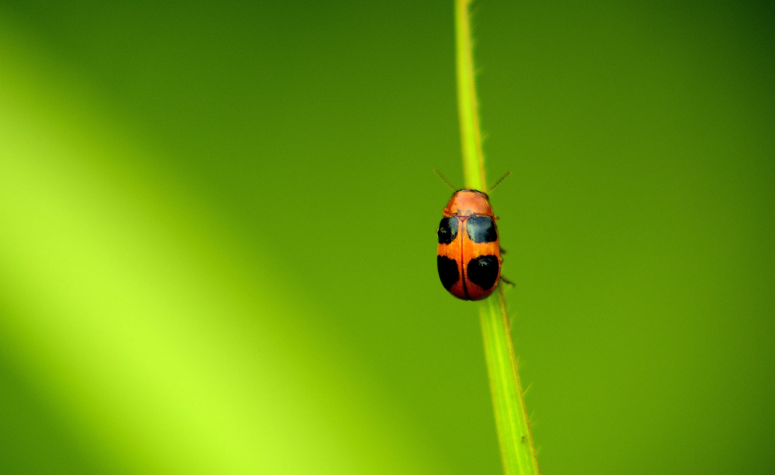 Import Insects