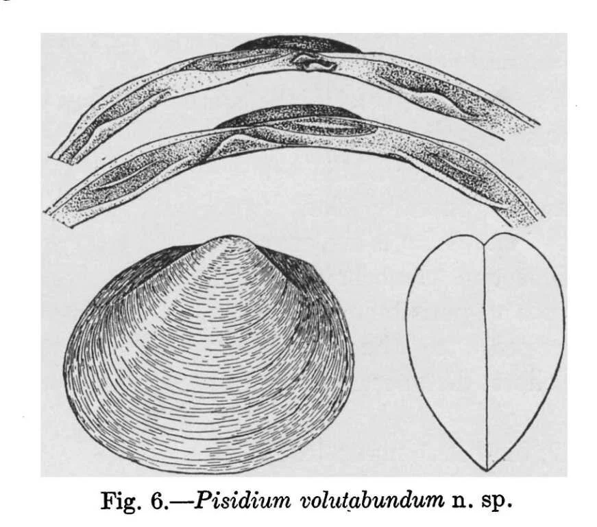 Freshwater Limpet and Pea Clam Recovery Plan