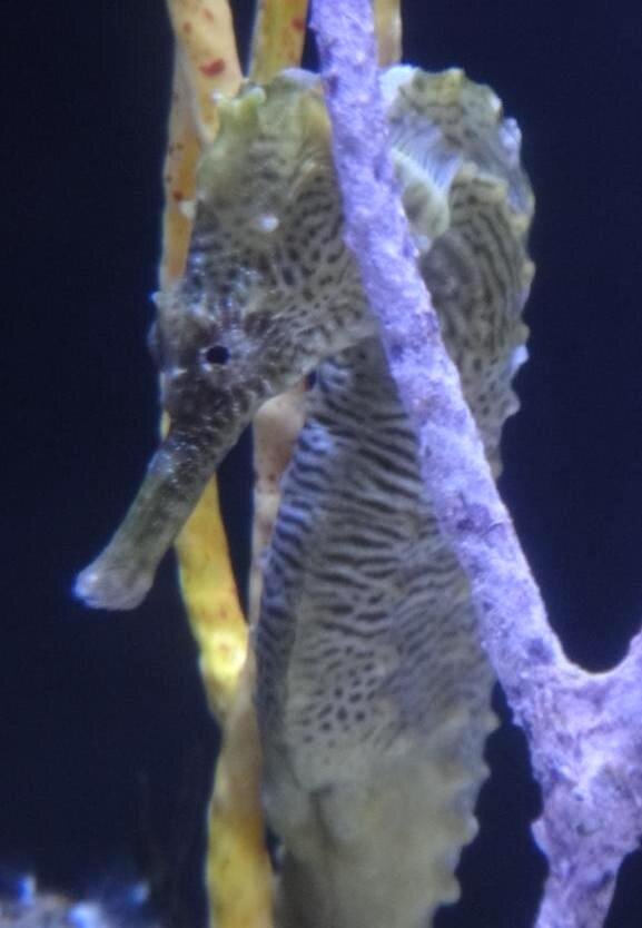 Lined and Longsnout Seahorse Recovery Plan