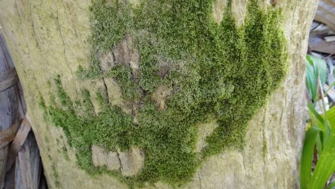 Campylopus moss recovery plan