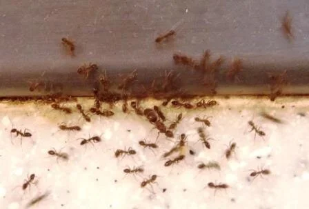 Upcoming virtual lecture on Ants