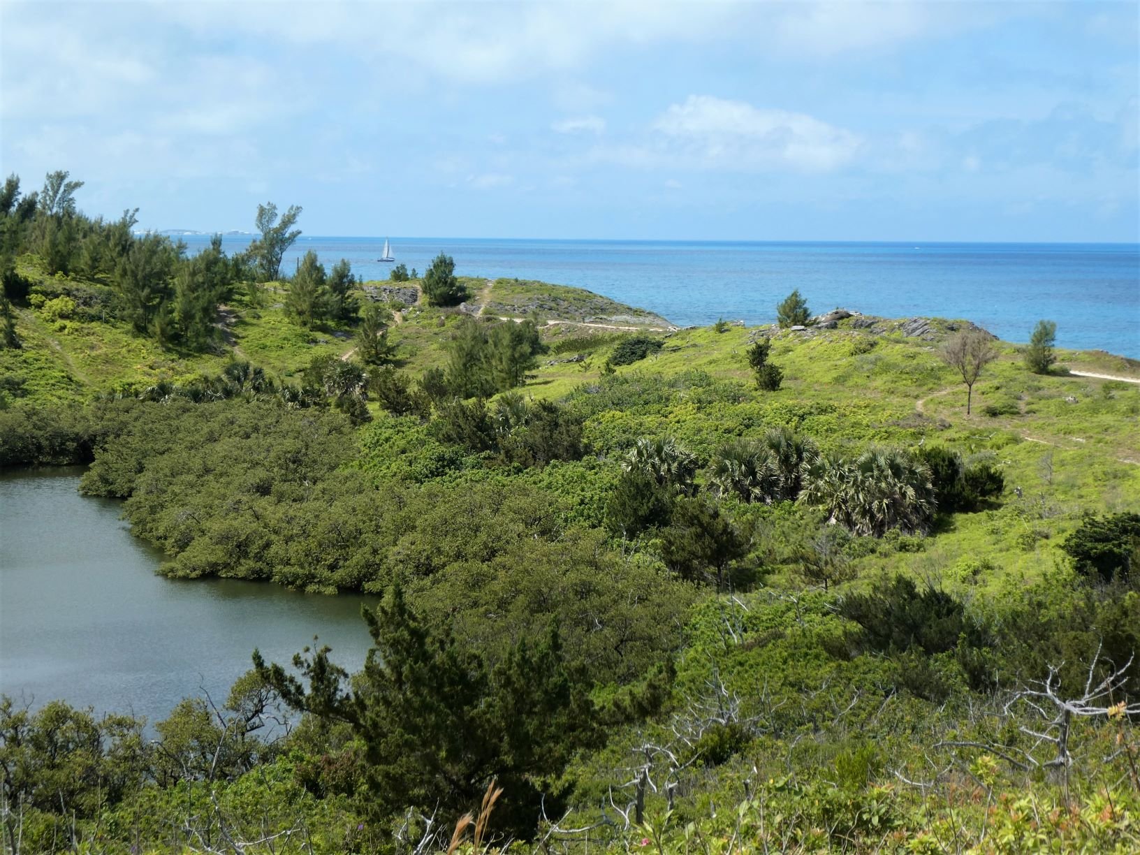  Bermuda Cedars, Palmettos and Black Mangroves with invasive Casuarinas on the hillside behind 