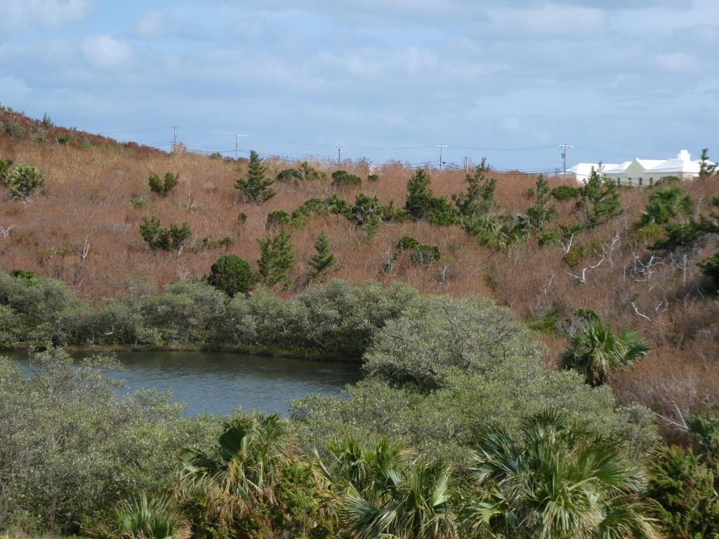 Resilient Endemic Trees