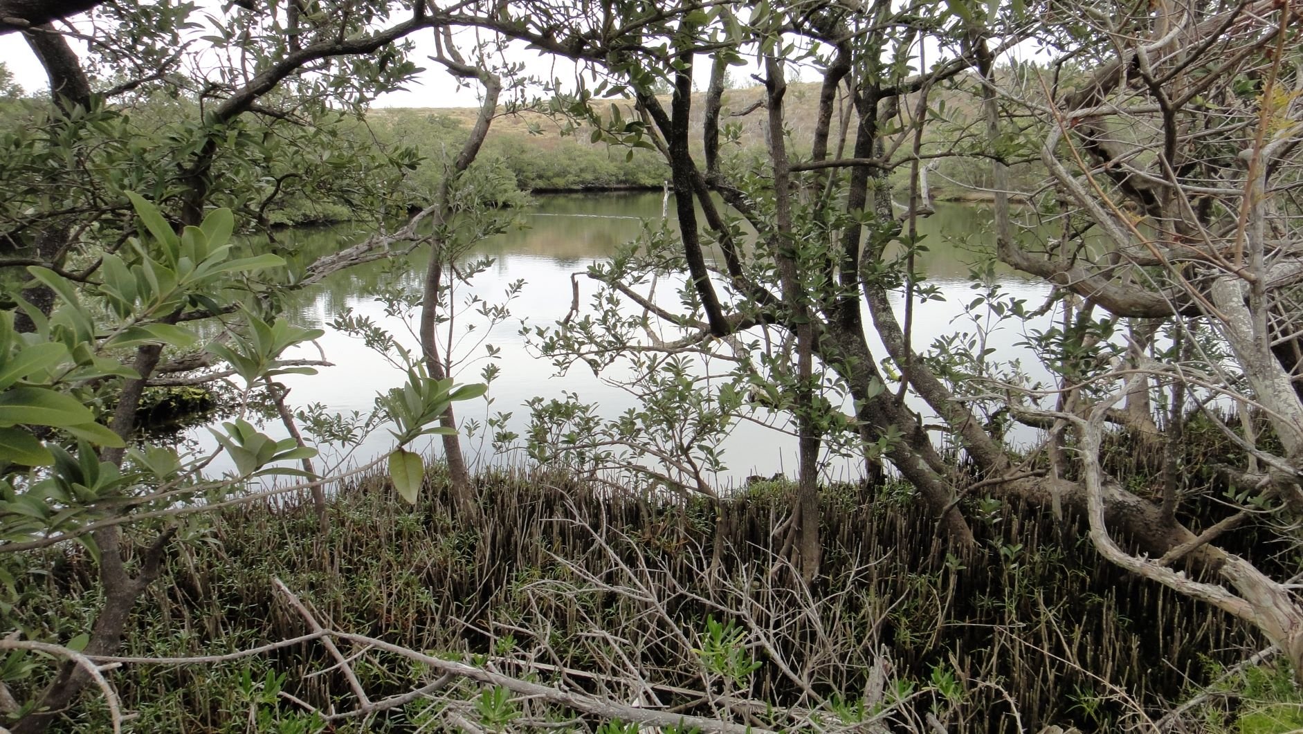  Only one species of mangrove, the Black Mangrove ( Avicennia germinans ), grows at Lover’s Lake 