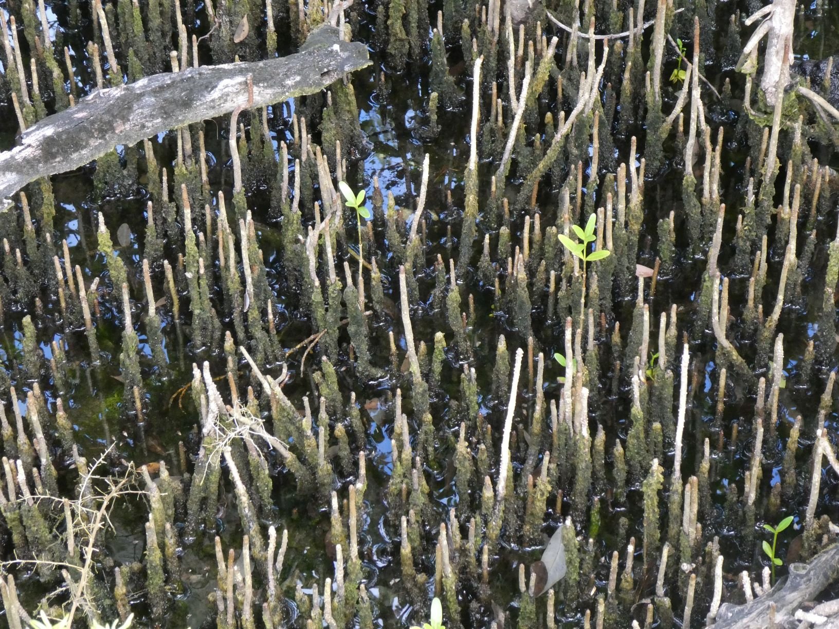  The dense pneumatophores (snorkel roots) of Black Mangrove trees 