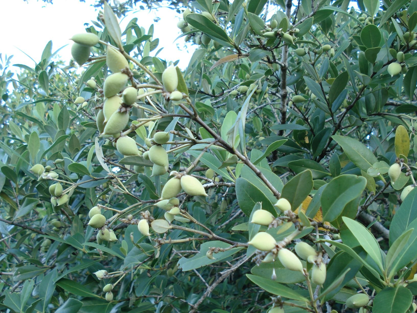 Mangrove Fruit