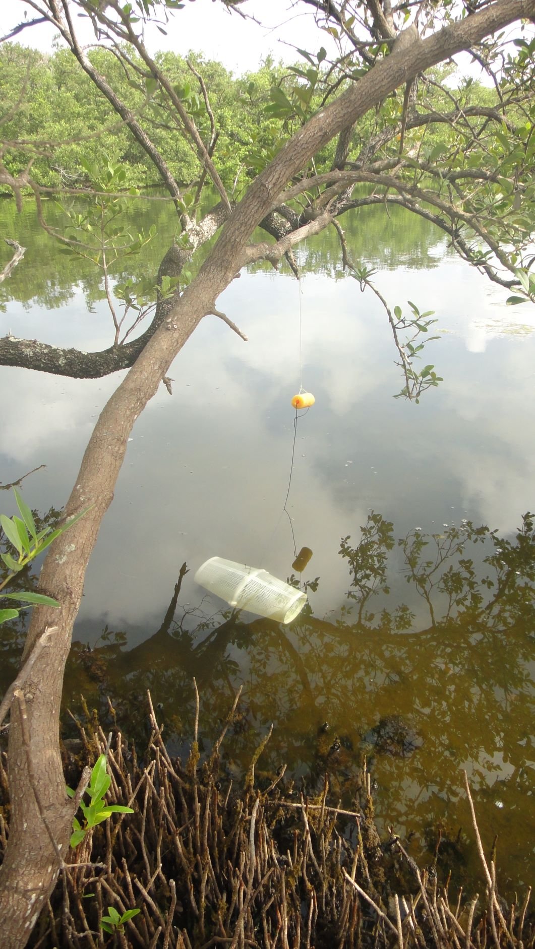  A minnow trap set for surveying Lover’s Lake Killifish 