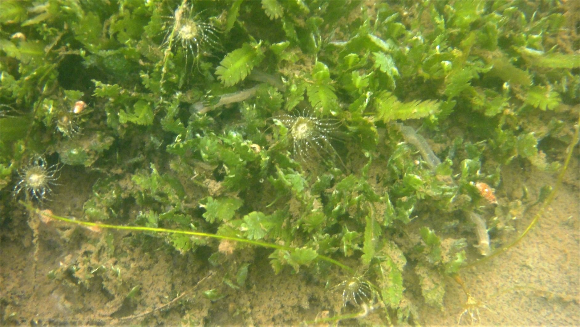  Green algae and invertebrates in Lover’s Lake 