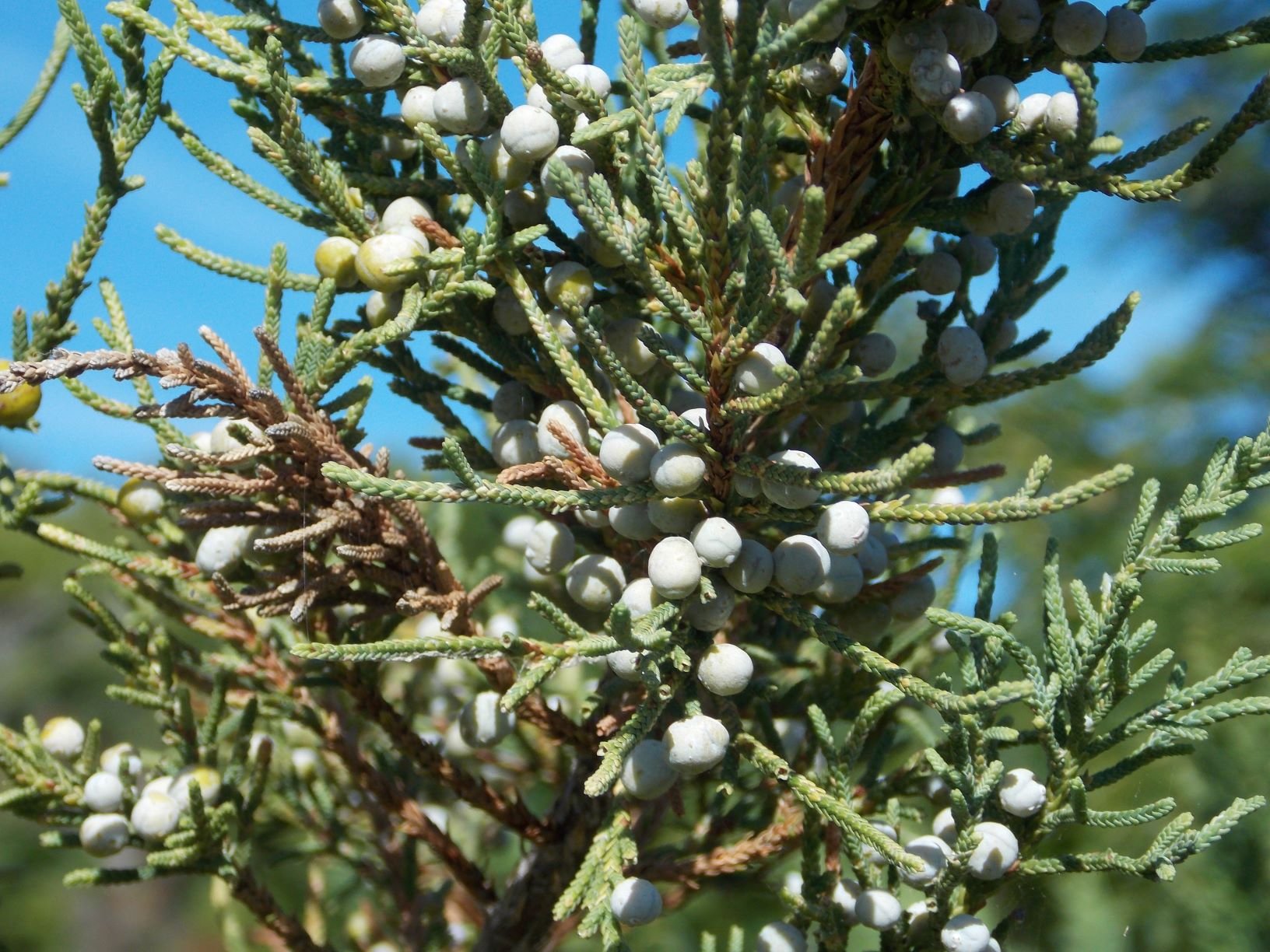 Cedar Berries