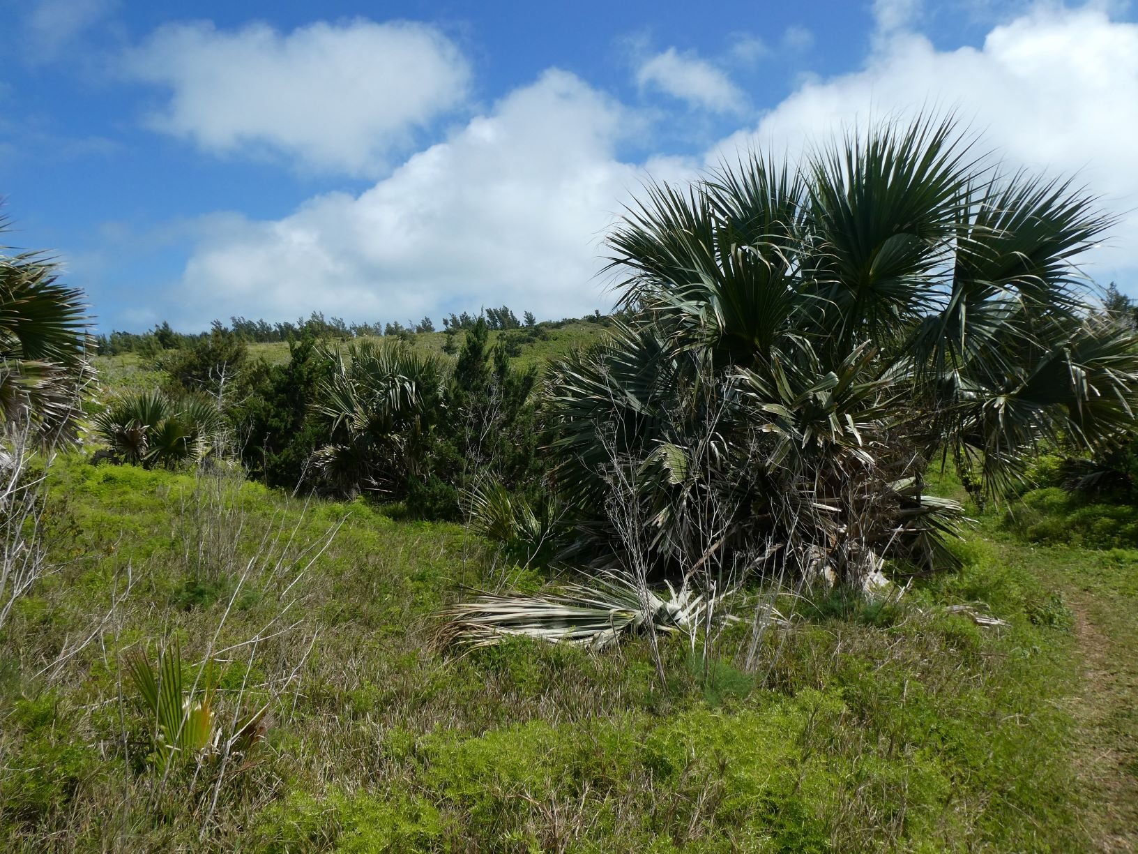  Bermuda Palmetto planted between Lover’s Lake and the sea. 