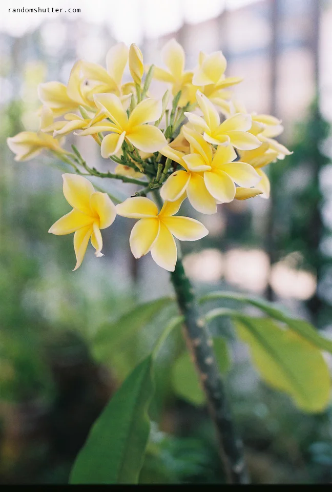 Another look at the yellow frangipani