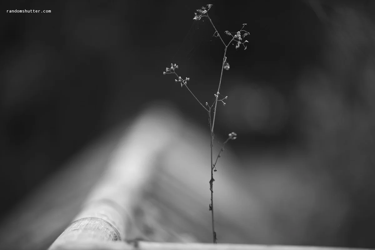 140216-bnw-0010.jpg