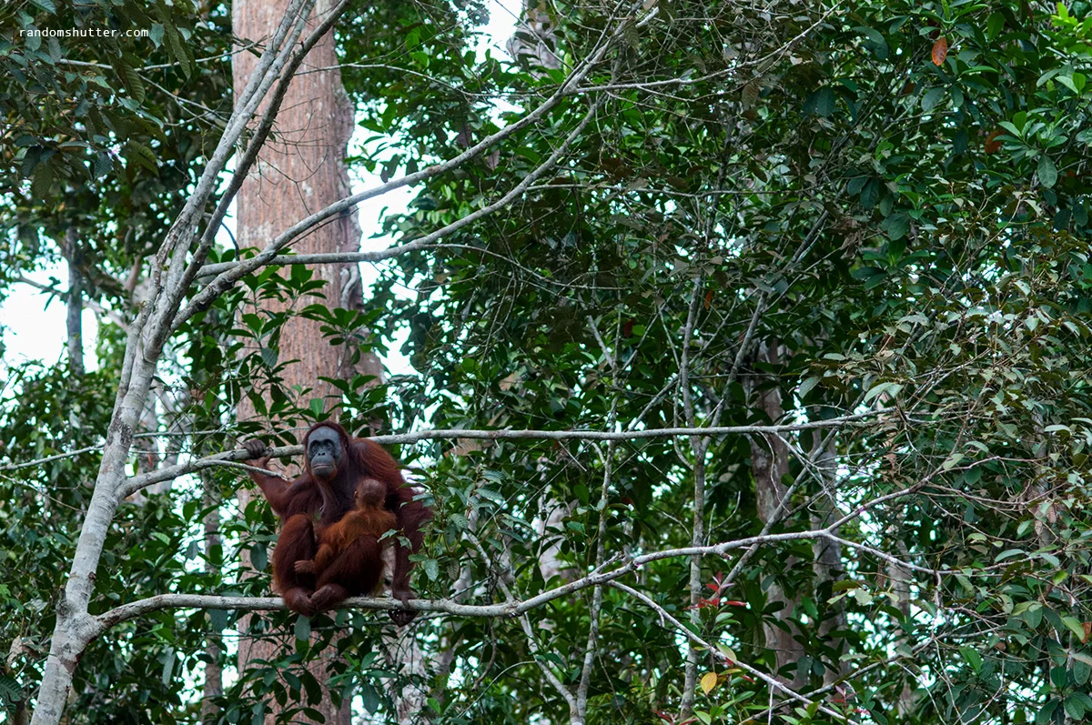140602-Gawai-0025.jpg