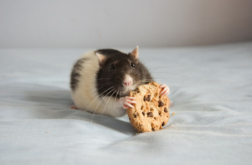 Okay, I think it's a rat and not a mouse...