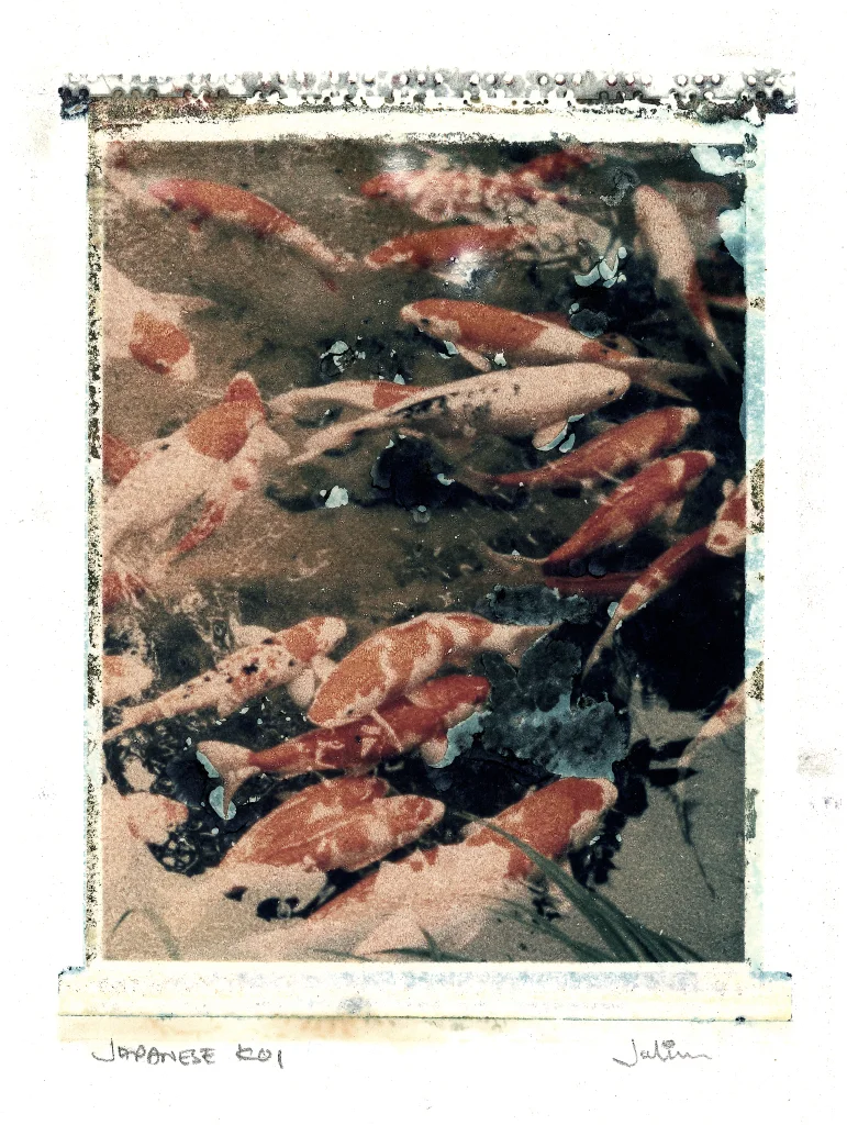 Koi.JPG