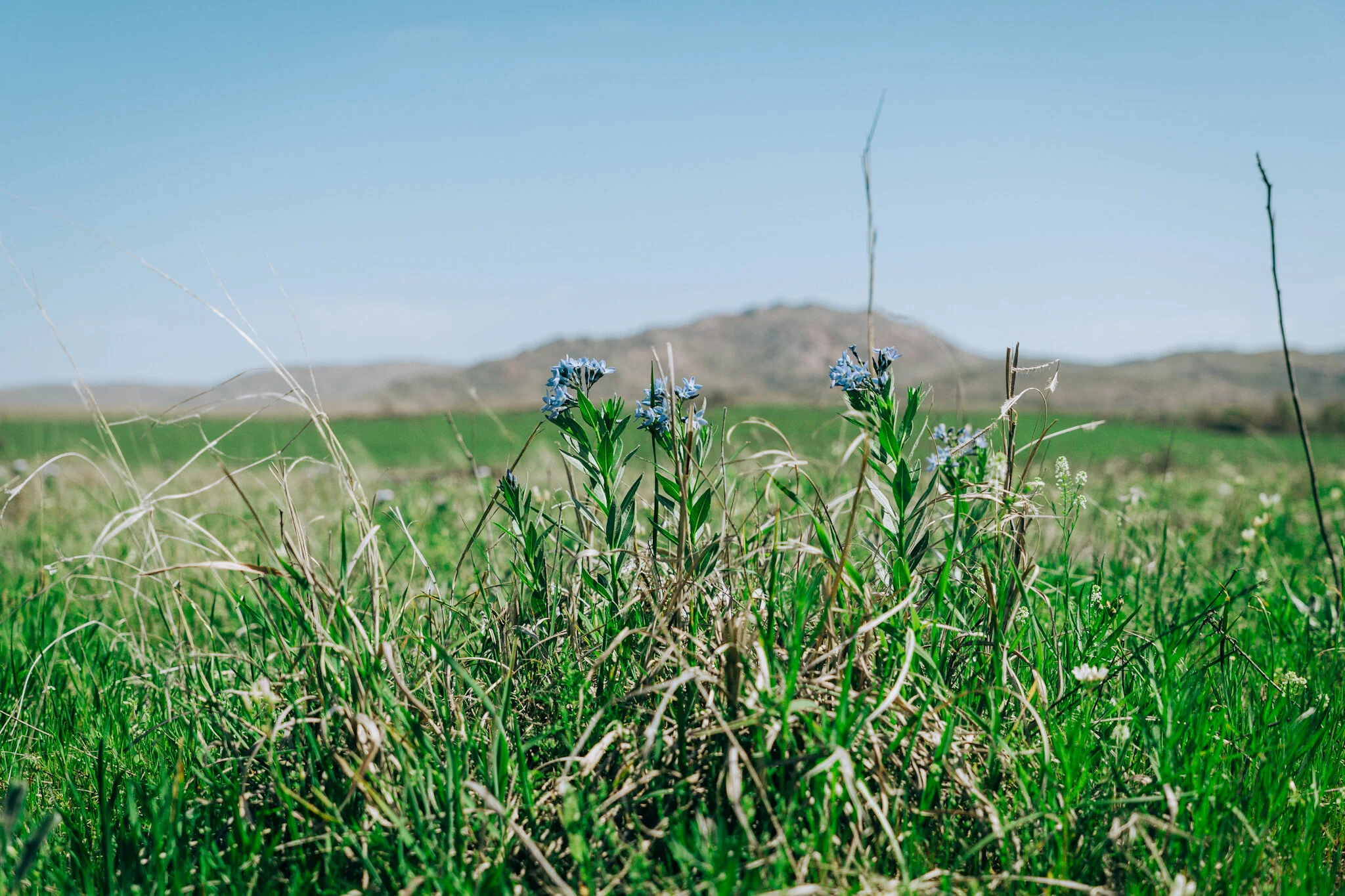 Bison Trail Family Hike