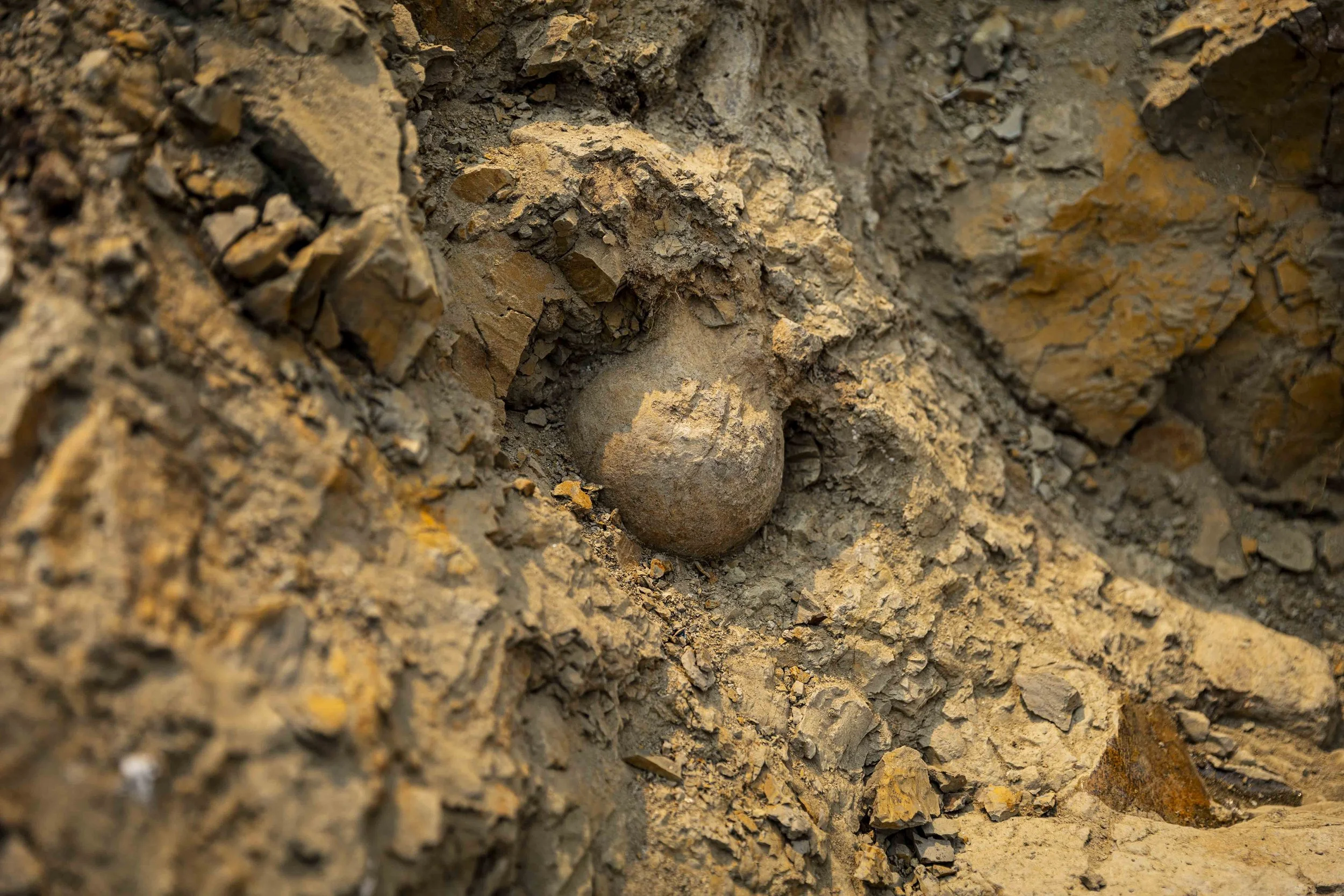 20210719_Flyby Triceratops-1737.jpg