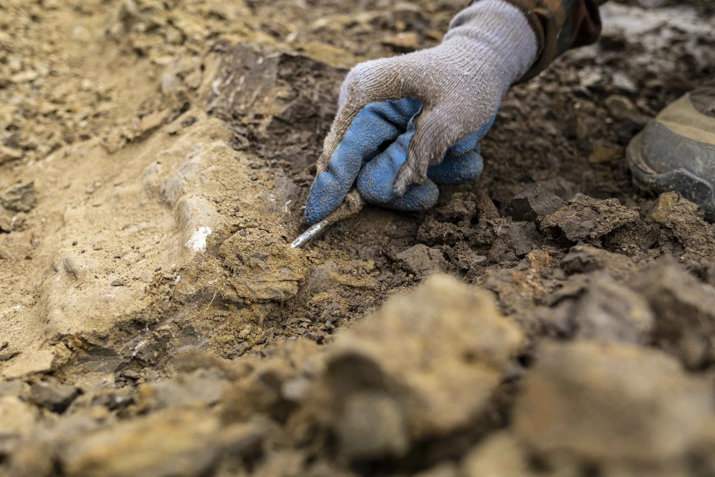 20210722_Flyby Triceratops-1542.jpg