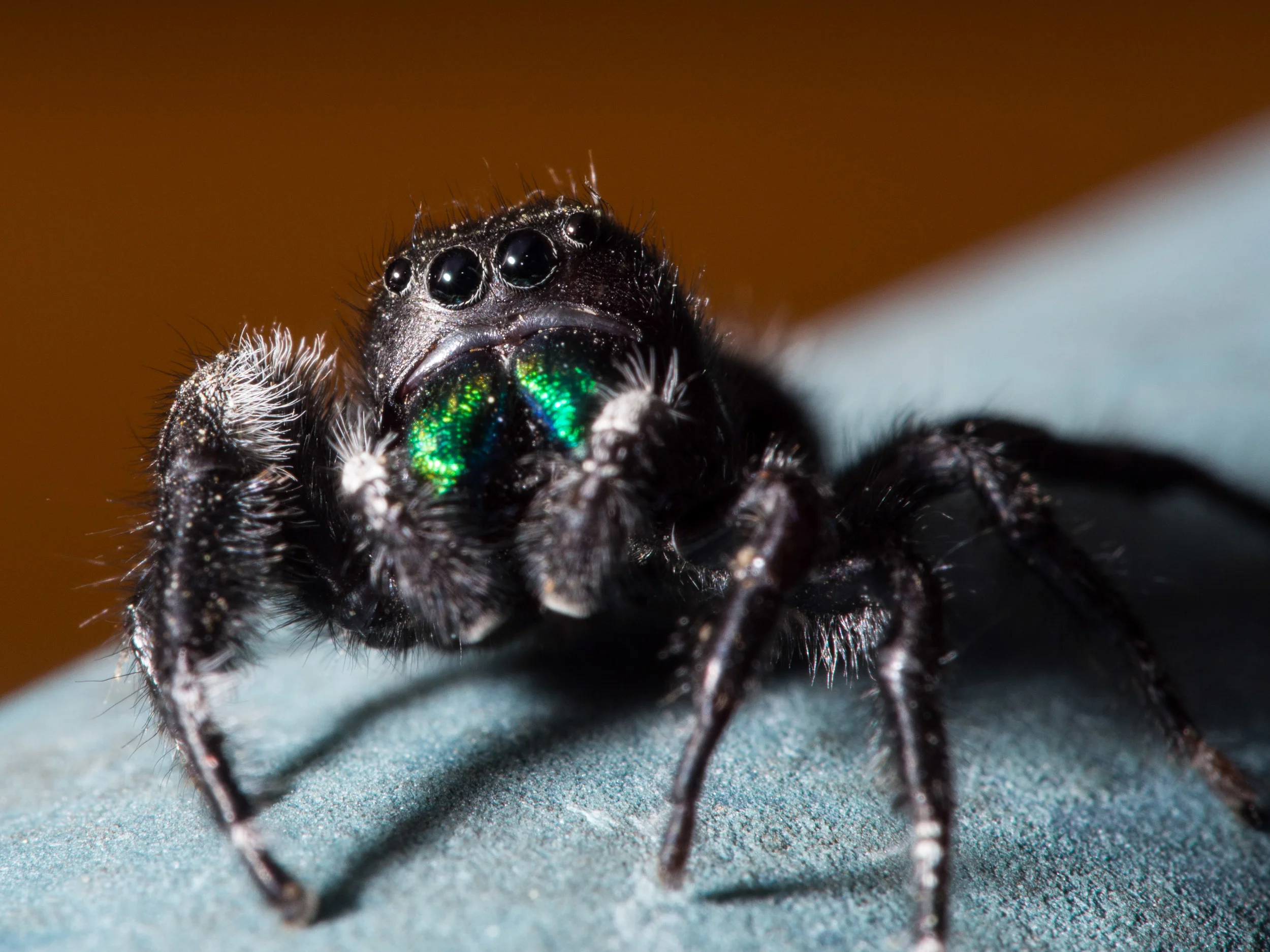 Little jumping spider no larger than my index fingernail.