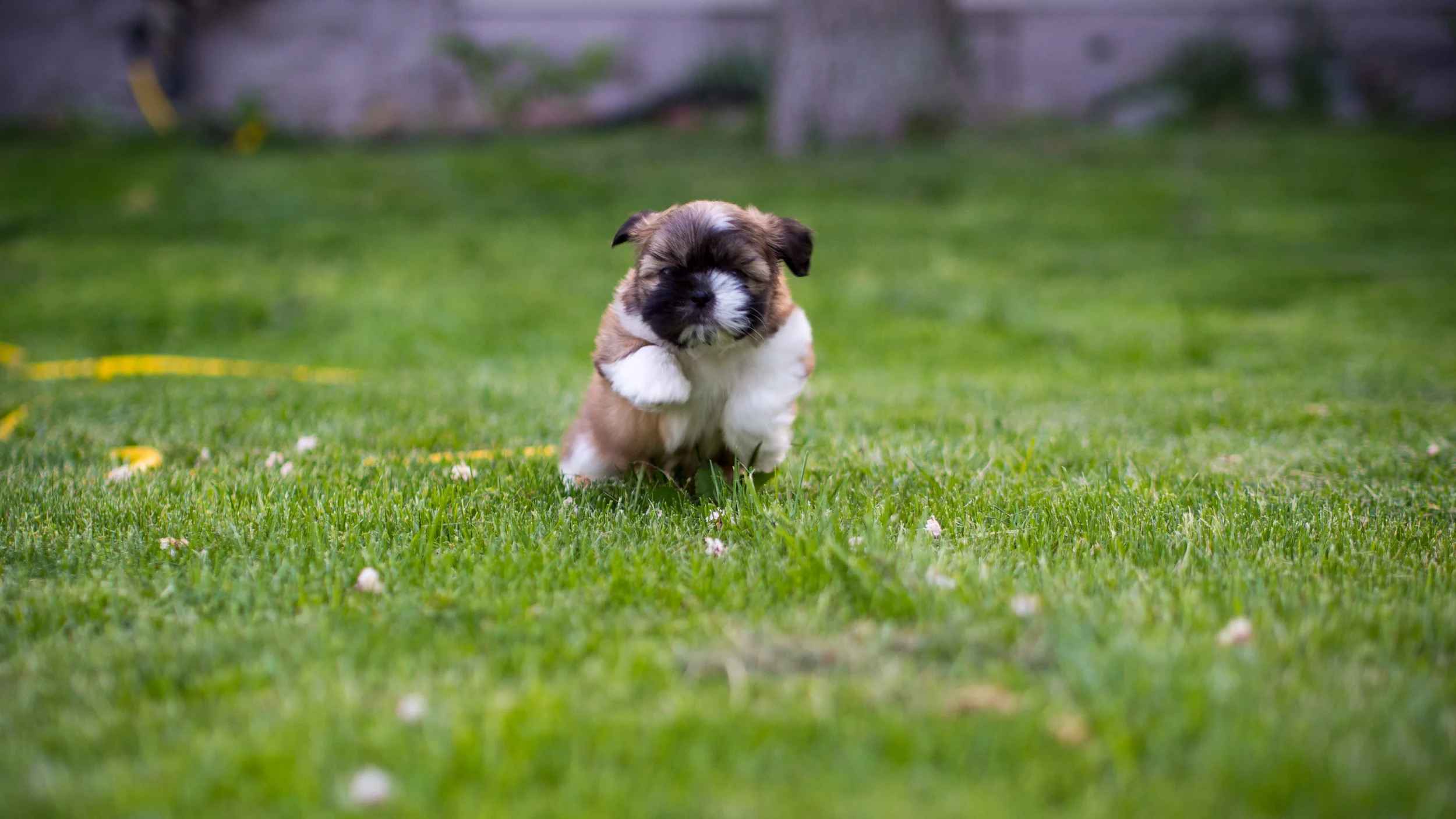 Say hello to Koa! We will miss you though Suki.
