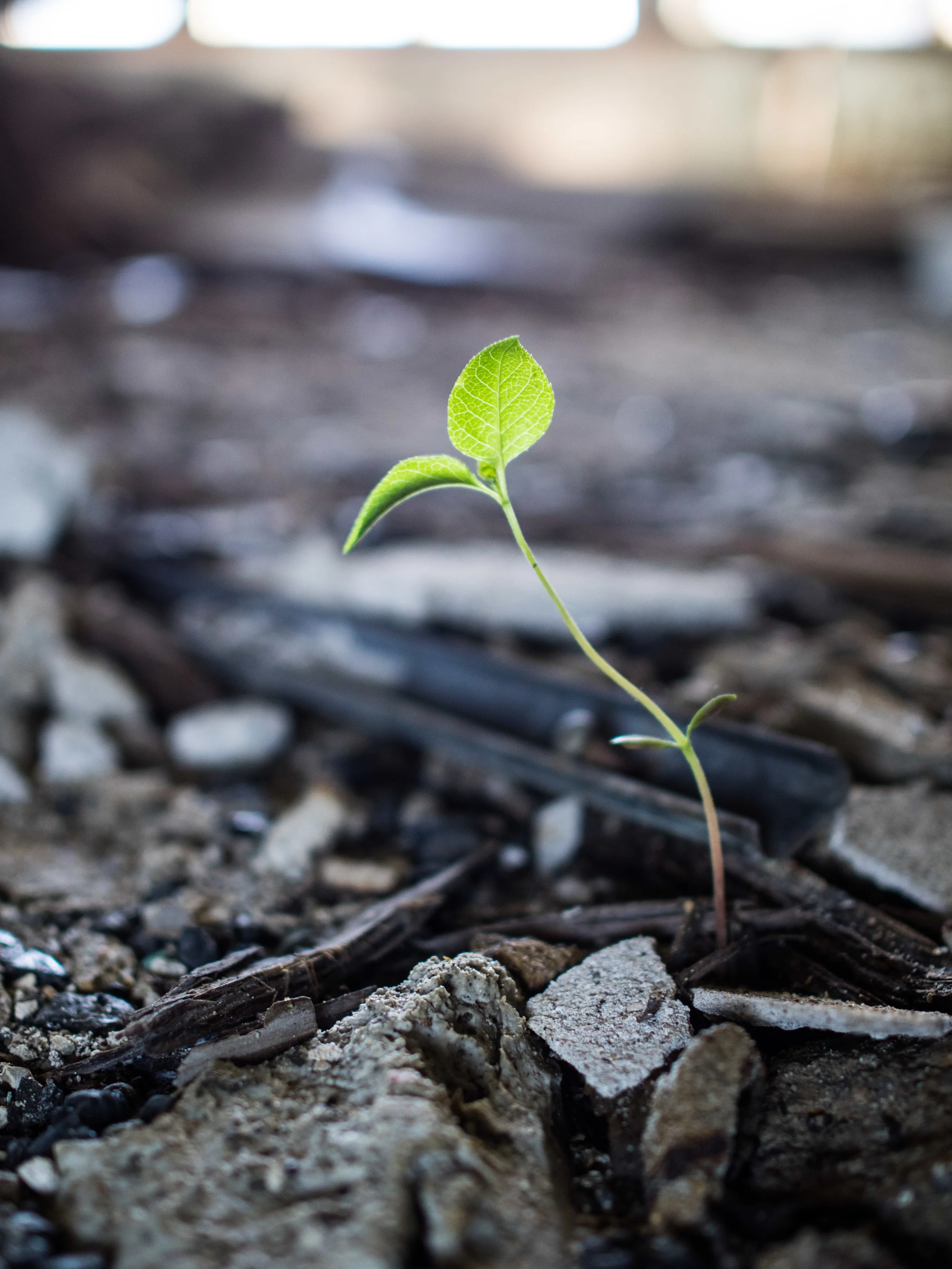 This is how the abandoned are reclaimed. Mother nature plants a foothold inside the hallways with this small slice of life. Slowly the weather and plants will break down the building reclaiming it.