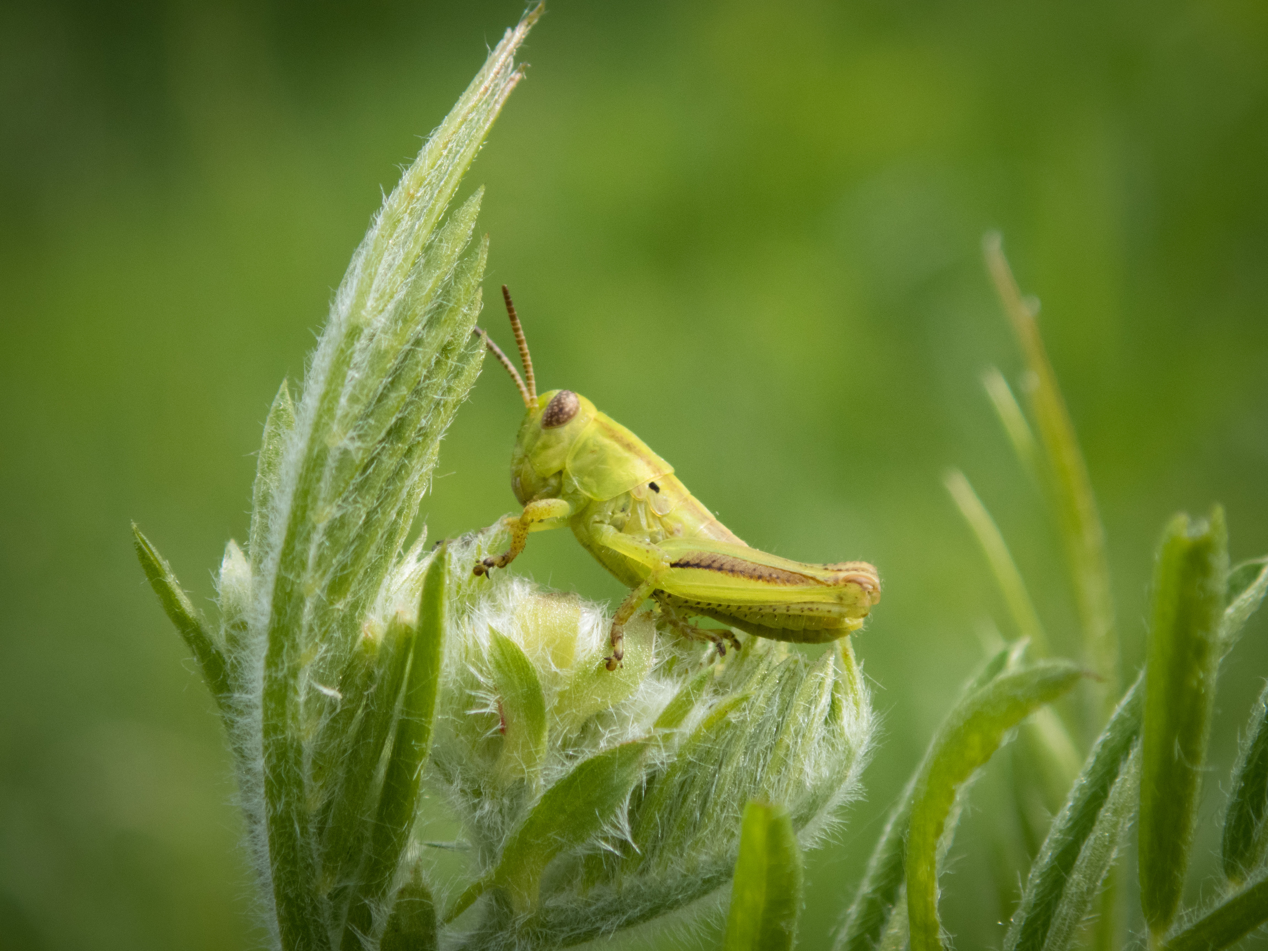 Little itty bitty grasshopper. Could have fit on my thumbnail. :)
