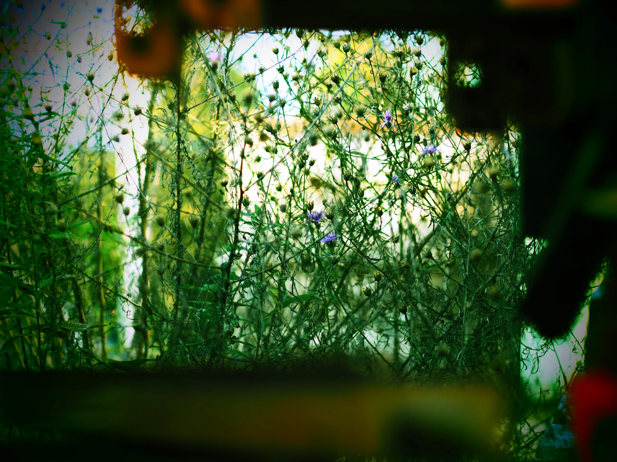 Purple Heads: OM-D E-M10MkII + MD ROKKOR-X 50mm f/1.4 Using the Cross Process Art Filter