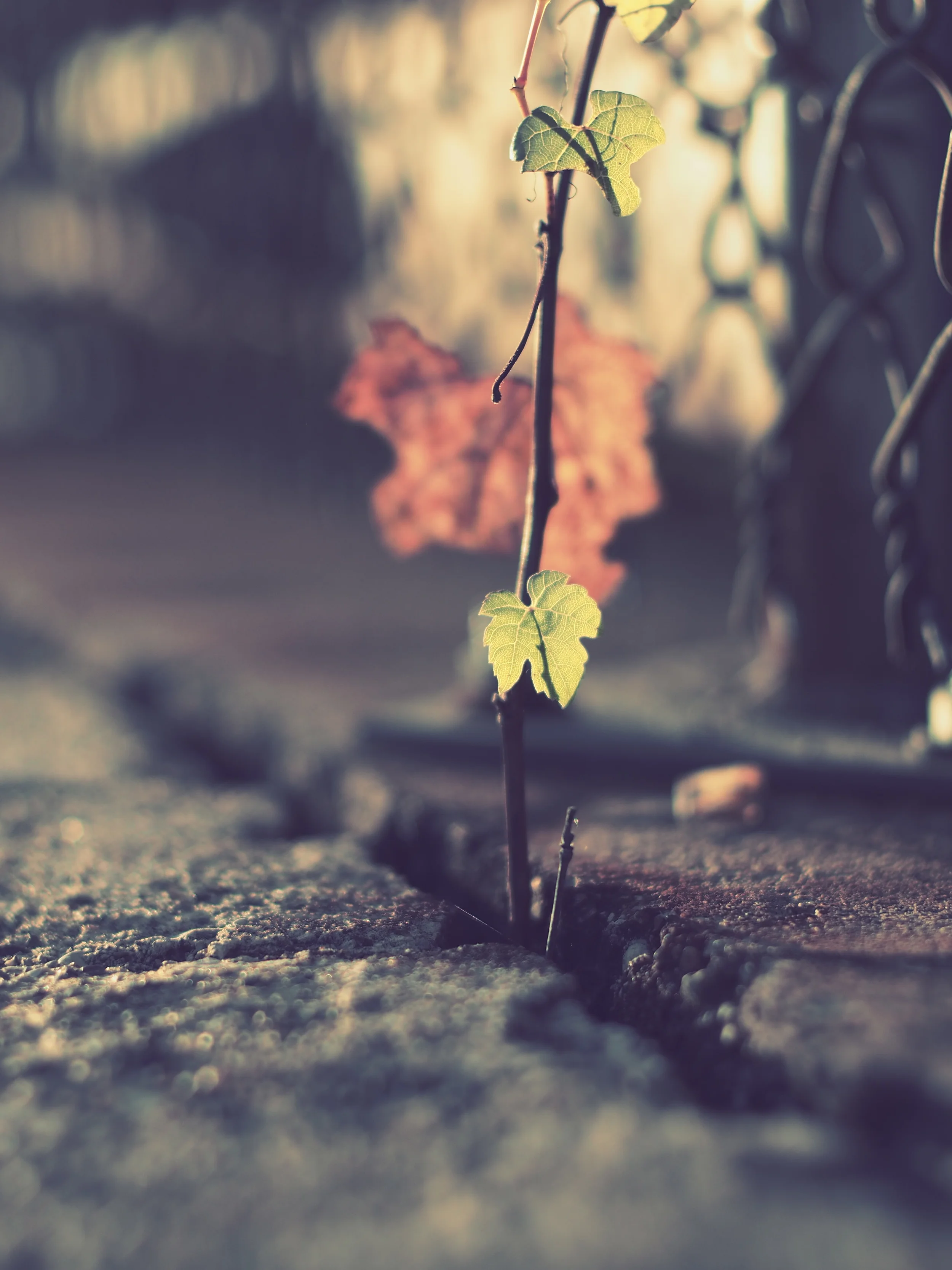Autumn Reach: OM-D E-M10MkII + MD ROKKOR-X 50mm f/1.4 Using the Vintage Art Filter