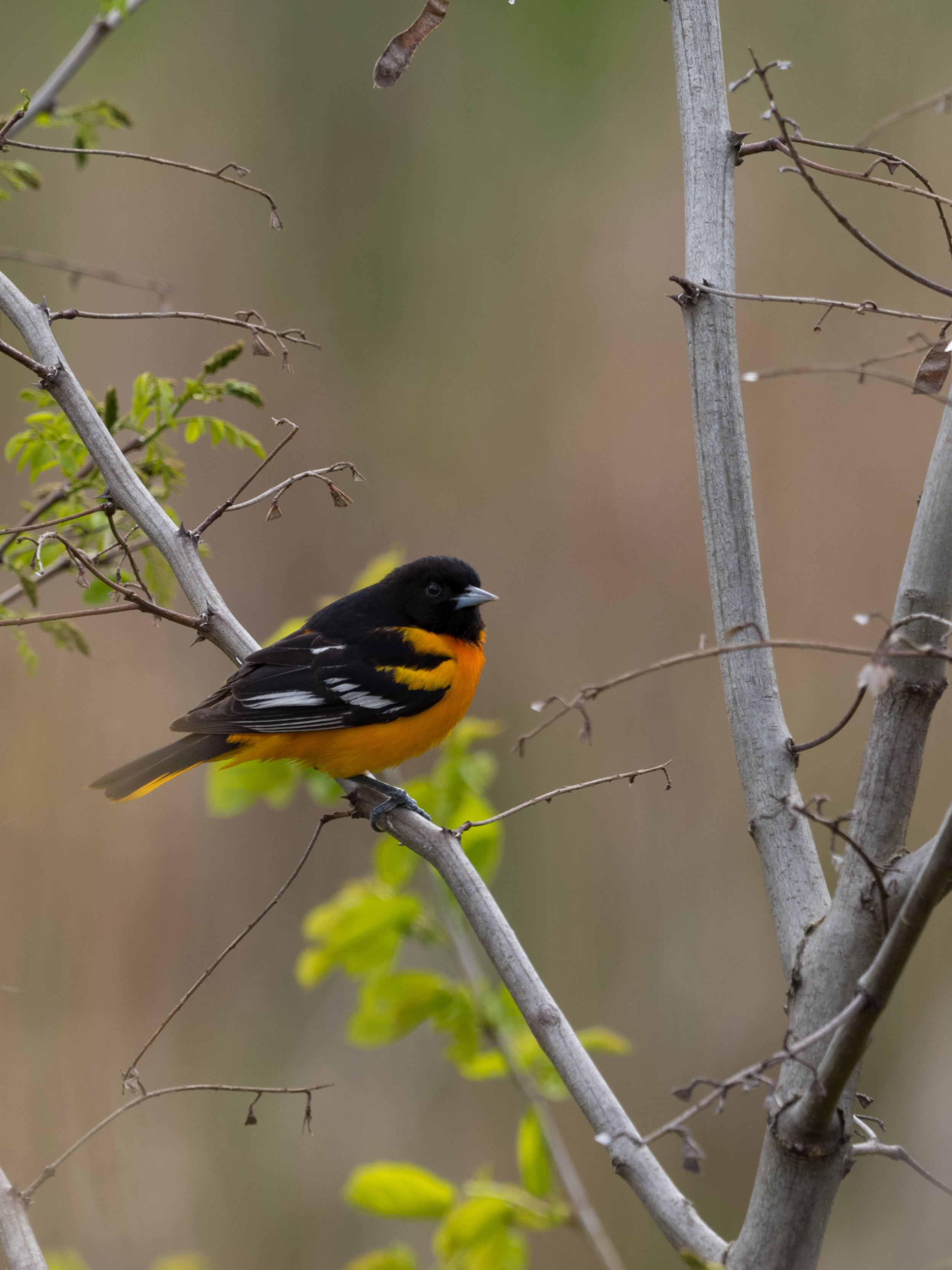 Male Baltimore Oriole found along the Grand River in Ottawa County Michigan E-M1 + mZuiko 300mm f/4 + MC-14 Teleconverter