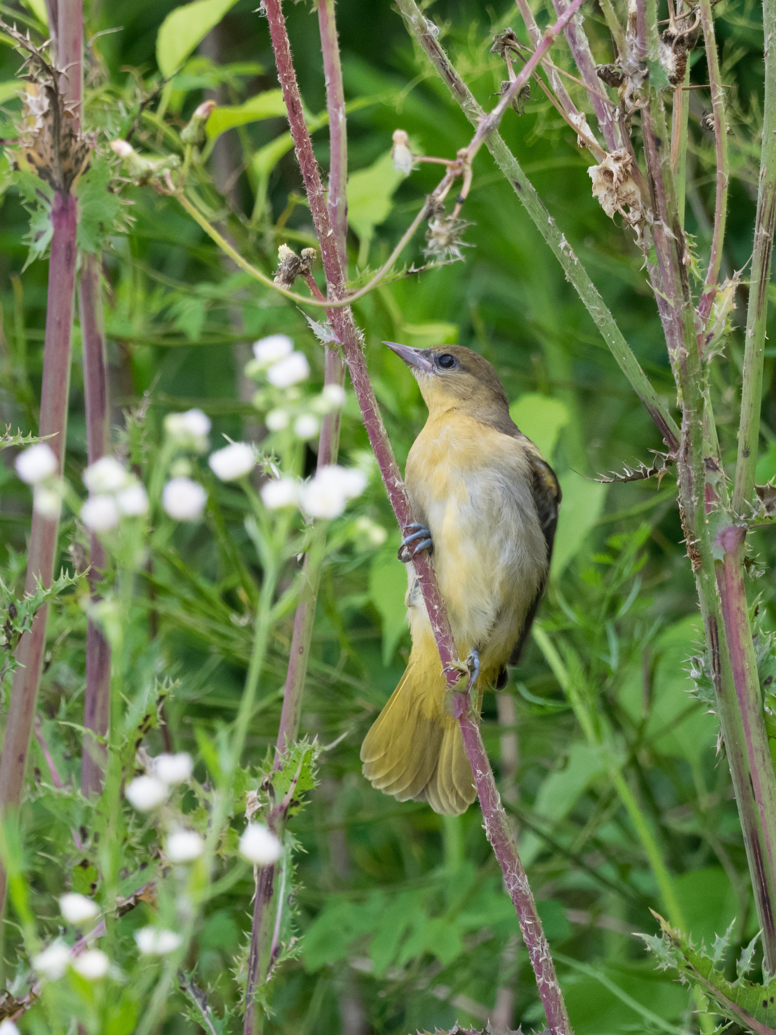 Female Baltimore Oriole. Ottawa County Michigan E-M1 + mZuiko 300mm f/4 PRO
