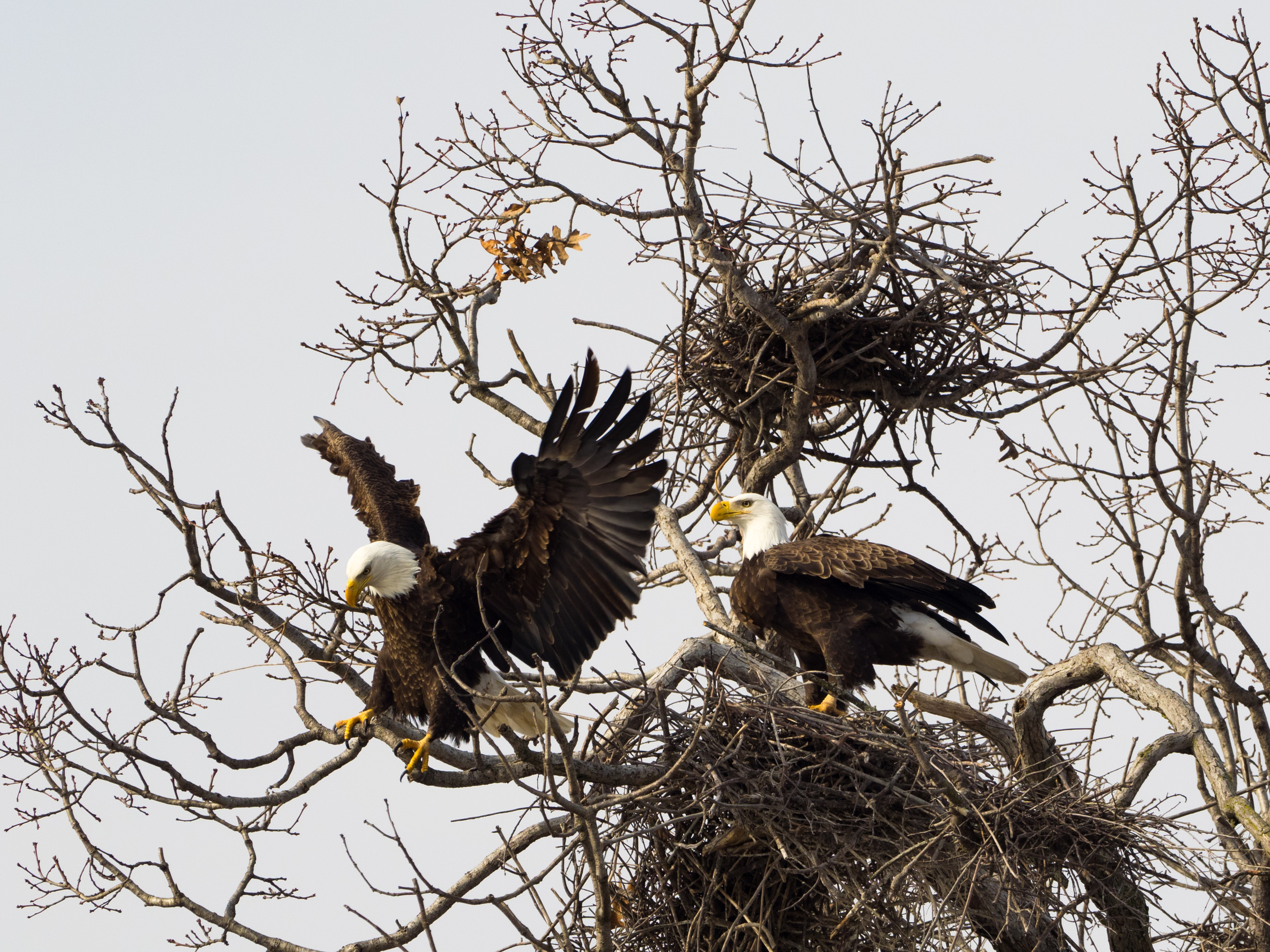 E-M1 + mZuiko 300mm f/4 + MC-14 Teleconverter