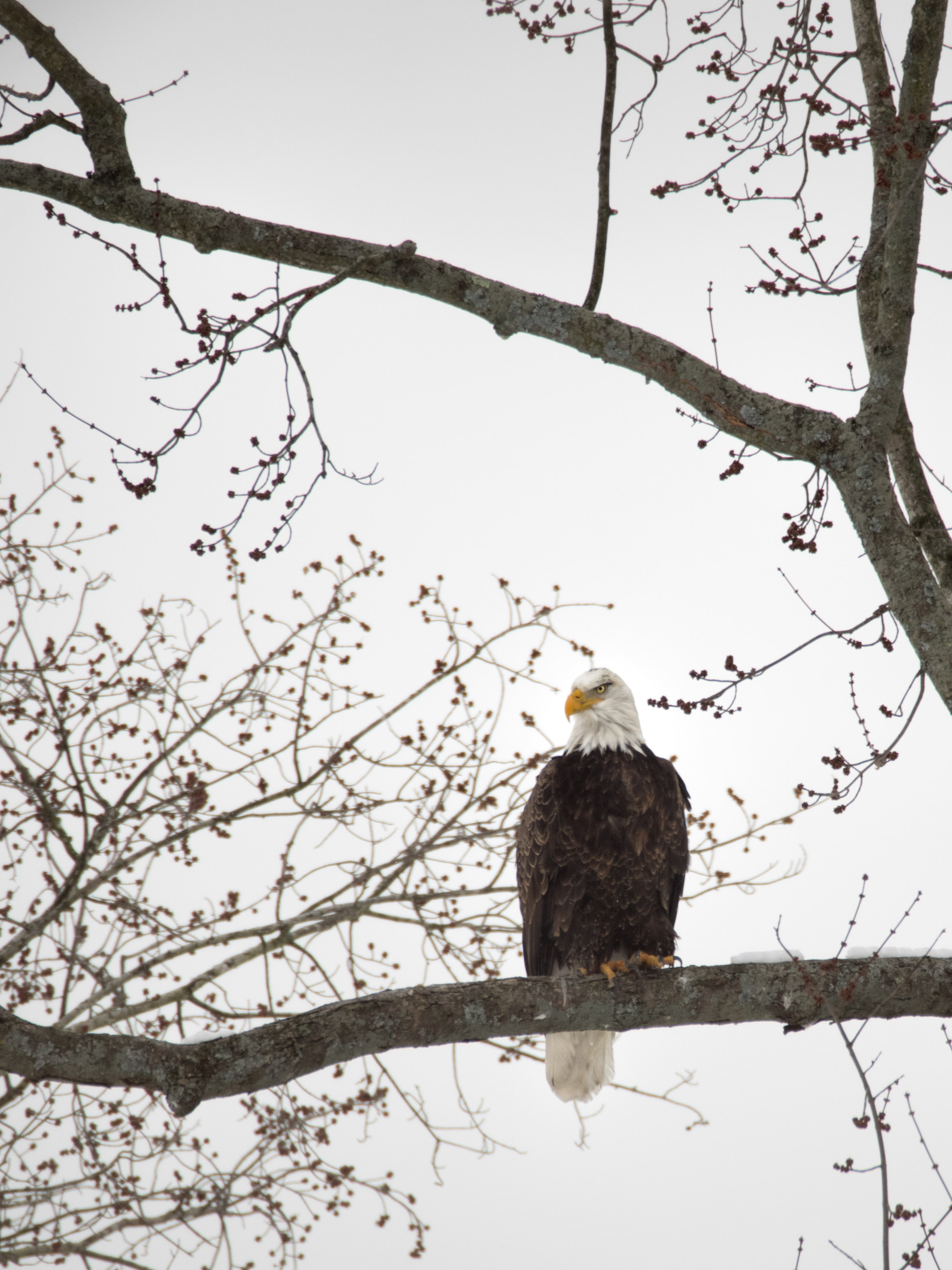 Bald Eagle Eaton County Michigan E-M1 + mZuiko 75-300mm