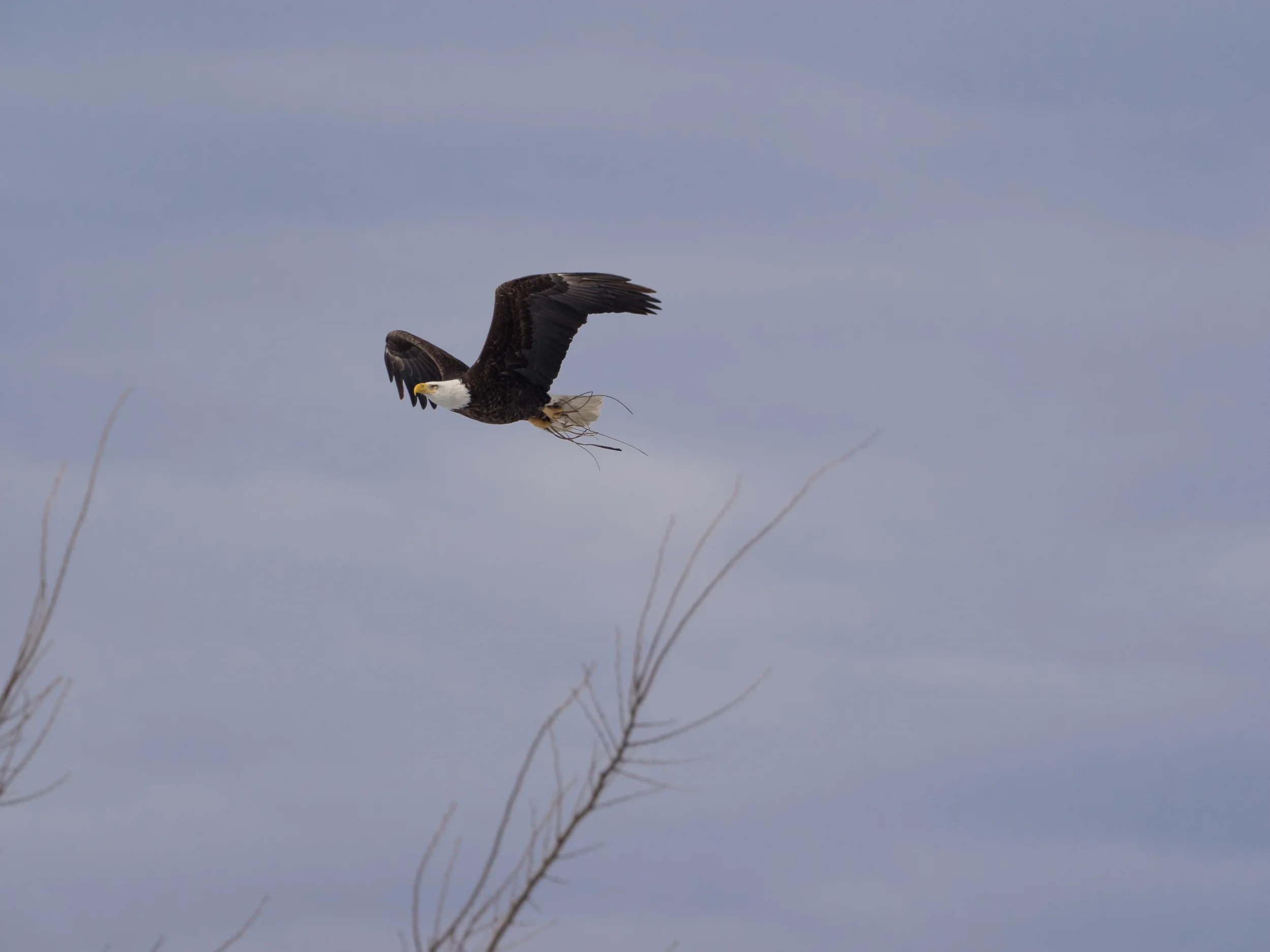 Bald Eagle Ottawa County Michigan E-M1 + mZuiko 300mm f/4 PRO + MC-14 Teleconverter