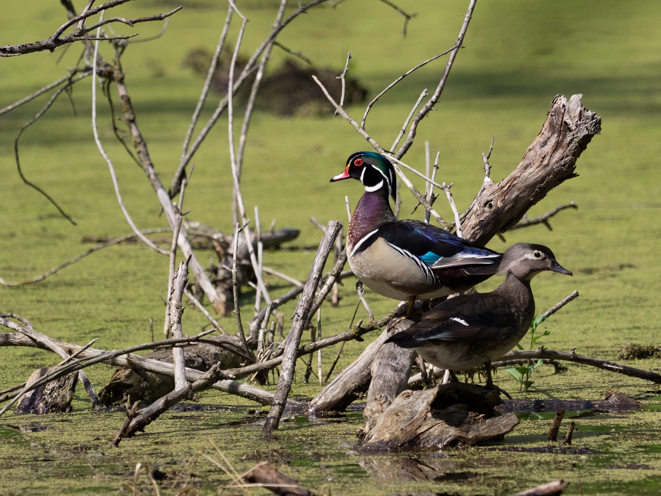Male and Female Wood Ducks Eaton County Michigan E-M1 + mZuiko 300mm f/4 PRO + MC-14 Teleconverter
