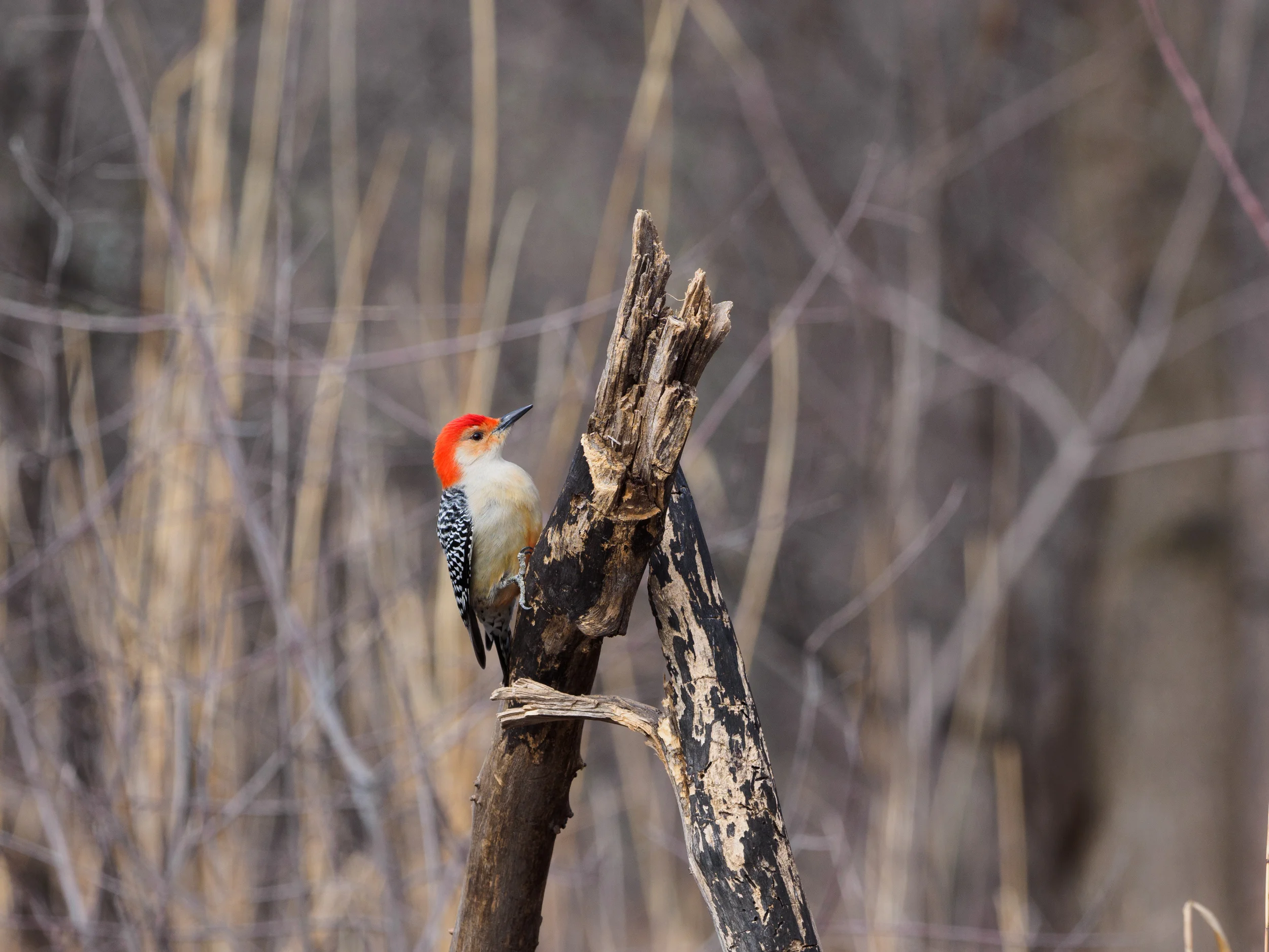 Red Bellied Woodpecker Oakland County Michigan E-M1 + mZuiko 300mm f/4 PRO + MC-14 Teleconverter.
