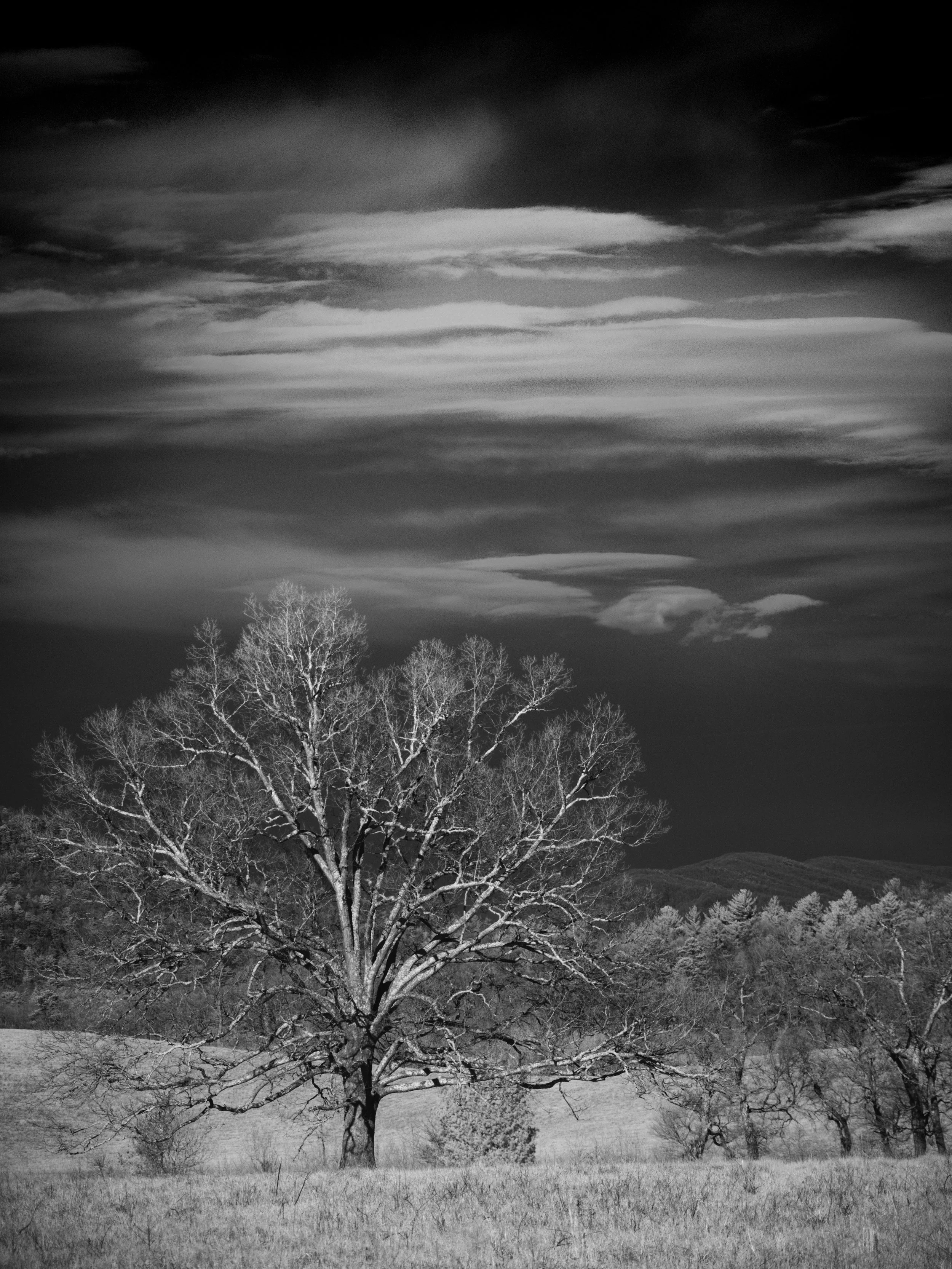 I am a sucker for a big old tree standing tall and proud in a field resisting time and elements. 830nm converted OM-D E-M1 MkI + mZuiko 12-100mm PRO