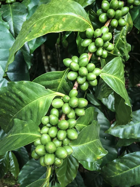 Coffee beans