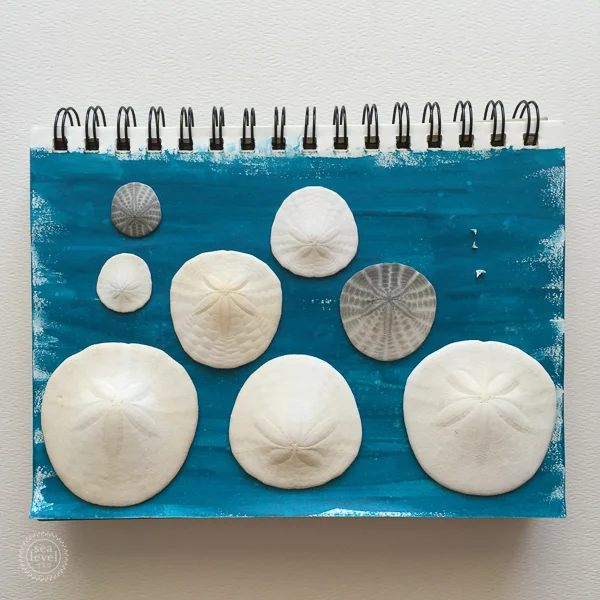 Dani's sand dollars on my sketchbook