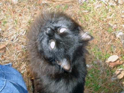 Shadow1.jpg