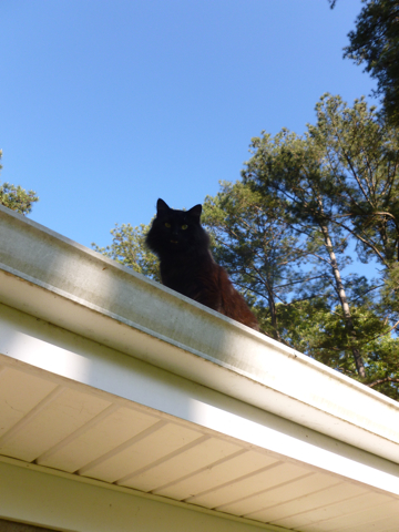ShadowRoof2.jpg