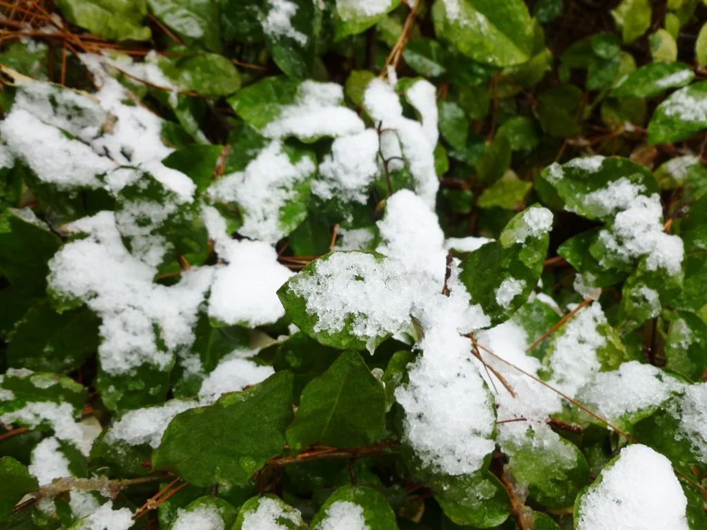 SnowyLeaves.jpg