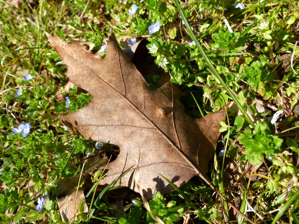 CahabaRiver2.jpg